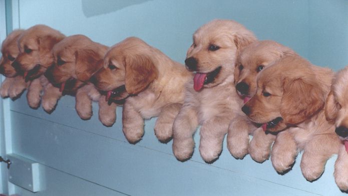 litteropuppies_1.jpg