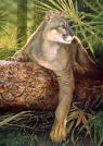 springhillpanthers.jpg